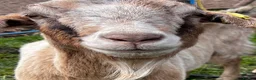 Goats livestock for sale: Mixed ages Anglo Nubian/Toggenburg/Boer cross - Advert 13