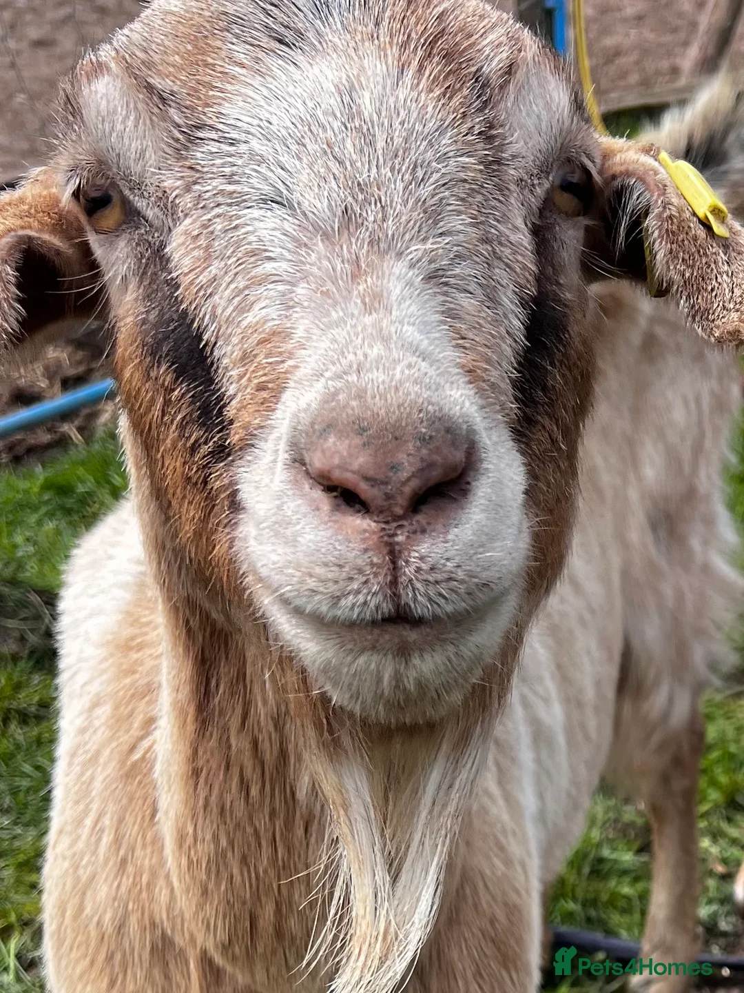Goats livestock for sale: Mixed ages Anglo Nubian/Toggenburg/Boer cross - Advert 13