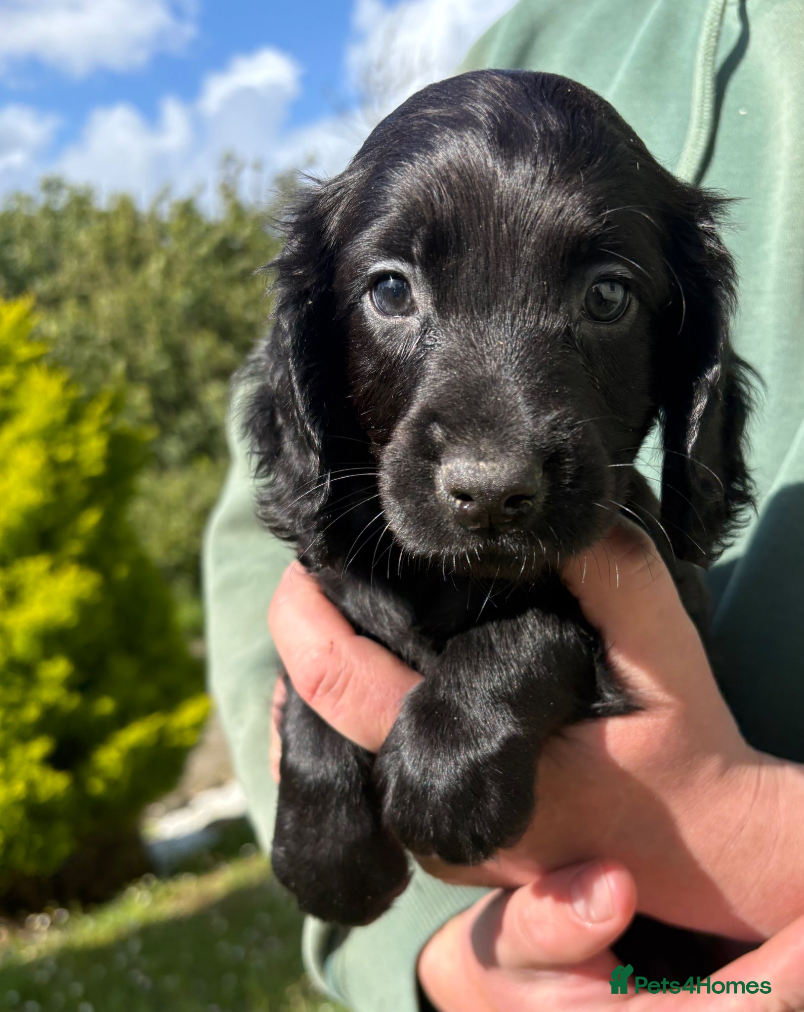 Cocker Spaniel dogs Beautiful Cocker Spaniel Puppies  - Advert 6