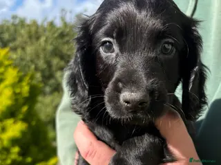 Cocker Spaniel dogs Beautiful Cocker Spaniel Puppies - Advert 6