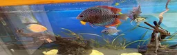 Discus fish for sale: 6 Large Discus  in Sutton - Advert 2