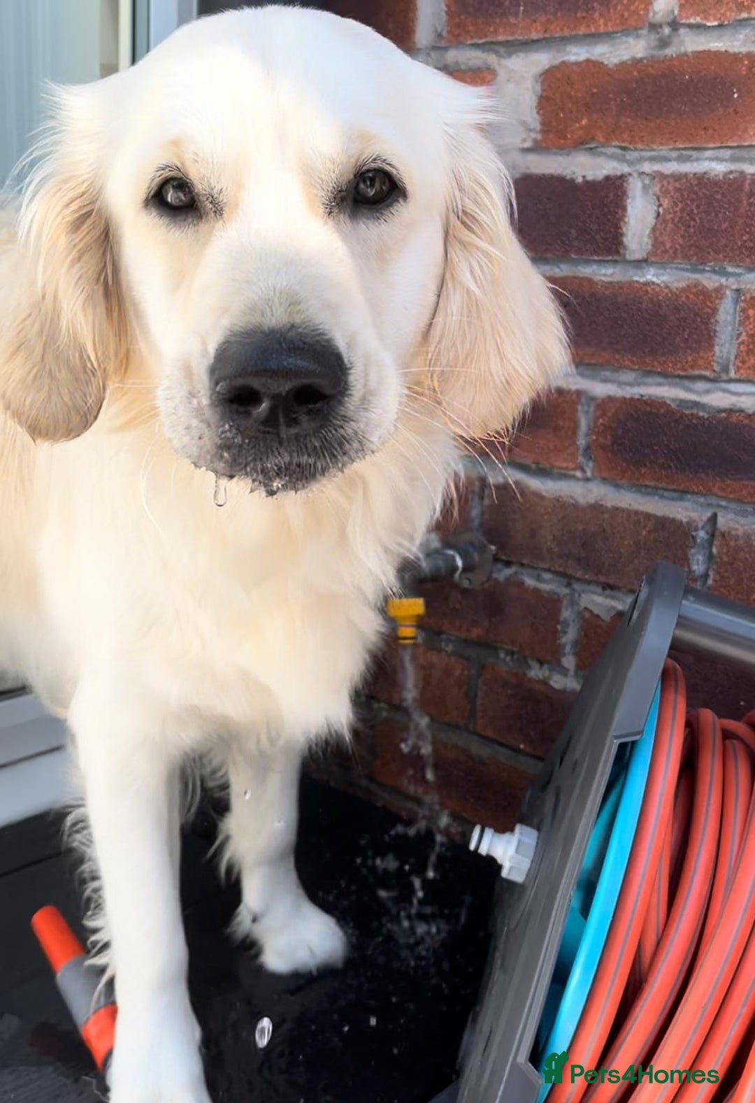 Golden Retriever dogs for sale: 2 year old female - Advert 3