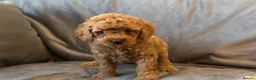 Cavapoo dogs for sale: Cavapoos Extensive DNA & Heart tested - Advert 16