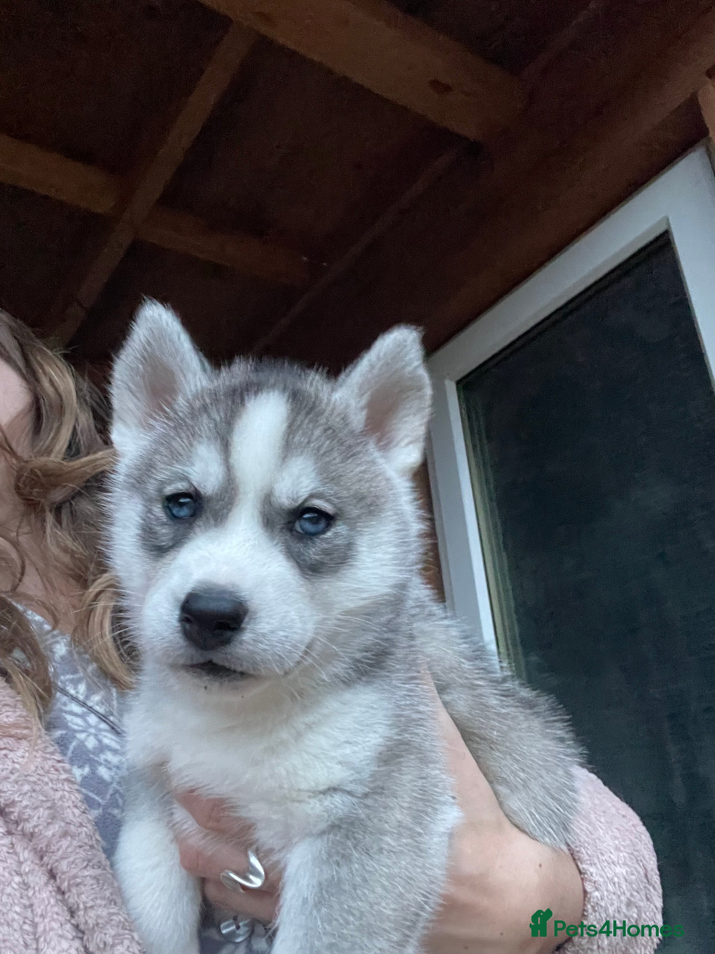 Siberian Husky dogs Siberian Husky Puppy for sale !  - Advert 2