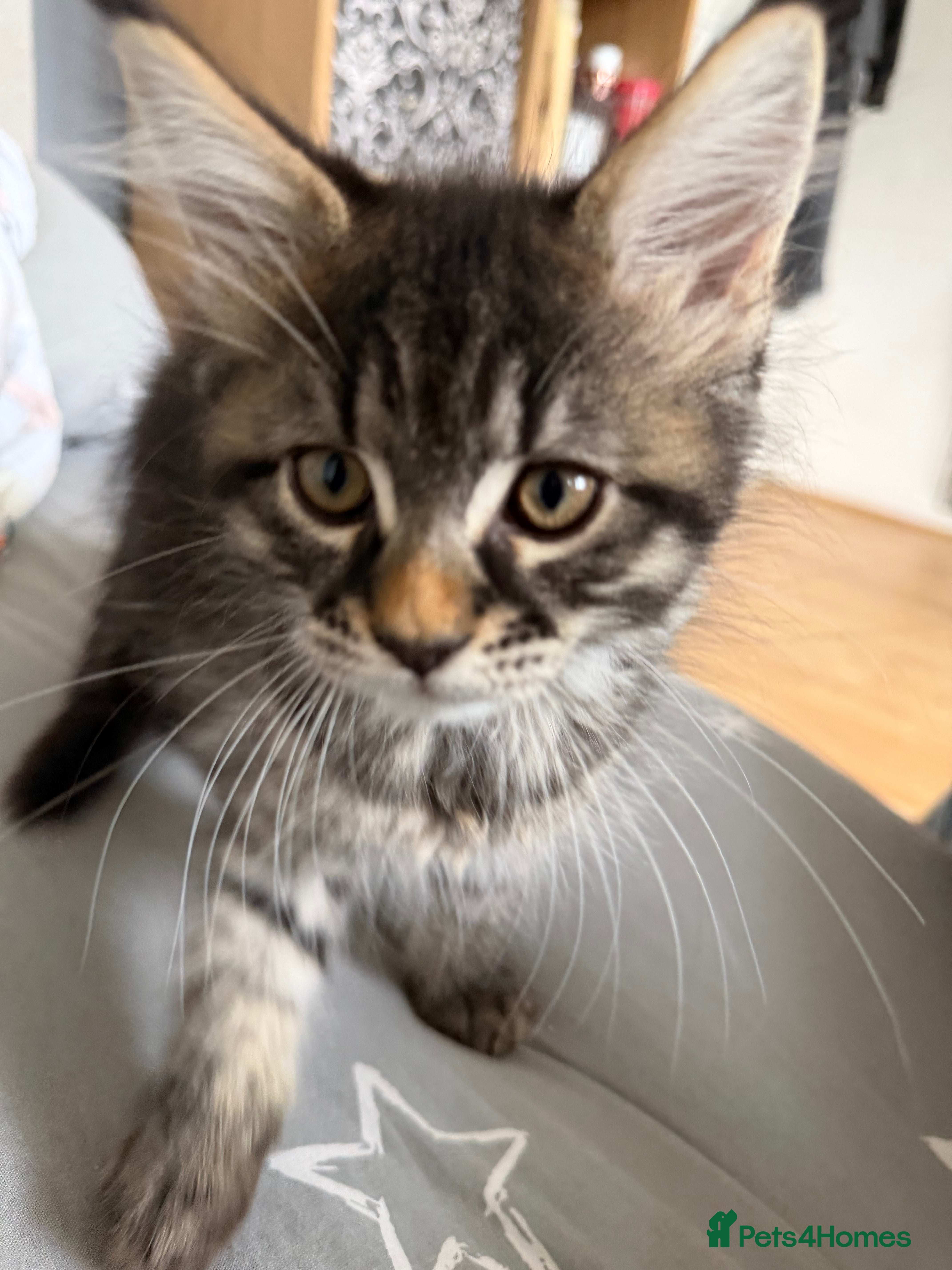 Maine Coon cats for sale: Maincoone Kittens  - Advert 3