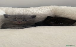 British Longhair cats for sale: British longhair kittens with Persian lineage - Image 7