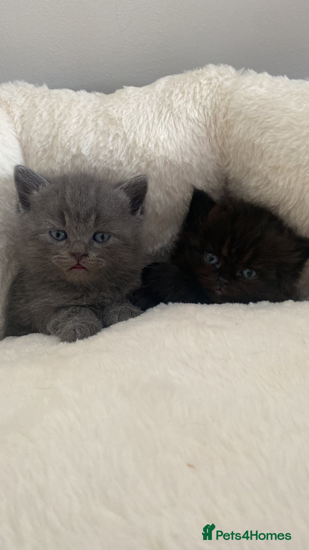 British Longhair cats for sale: British longhair kittens with Persian lineage - Image 7