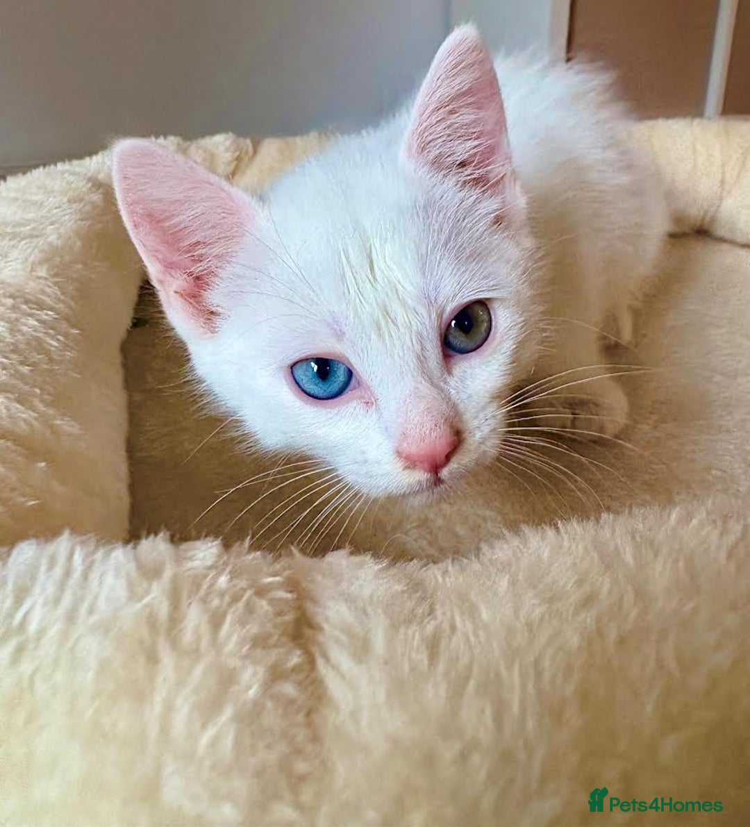 Mixed Breed cats for sale: Beautiful kittens for sale - Image 9