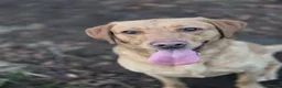 Labrador Retriever dogs for sale: Kc Reg Dark Fox Red & Light Red Lab Pups - Advert 1