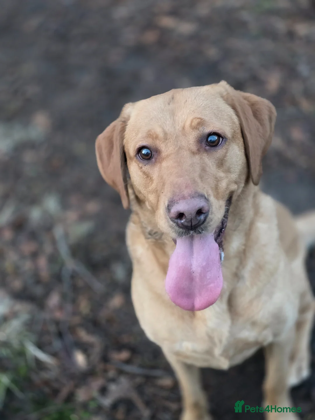Labrador Retriever dogs for sale: Kc Reg Dark Fox Red & Light Red Lab Pups - Advert 1