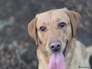 Labrador Retriever dogs Kc Reg Dark Fox Red & Light Red Lab Pups - Advert 2
