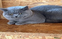 British Shorthair cats for sale: GCCF registered ChampionBloodline 5GENpedigree BSH - Image 22