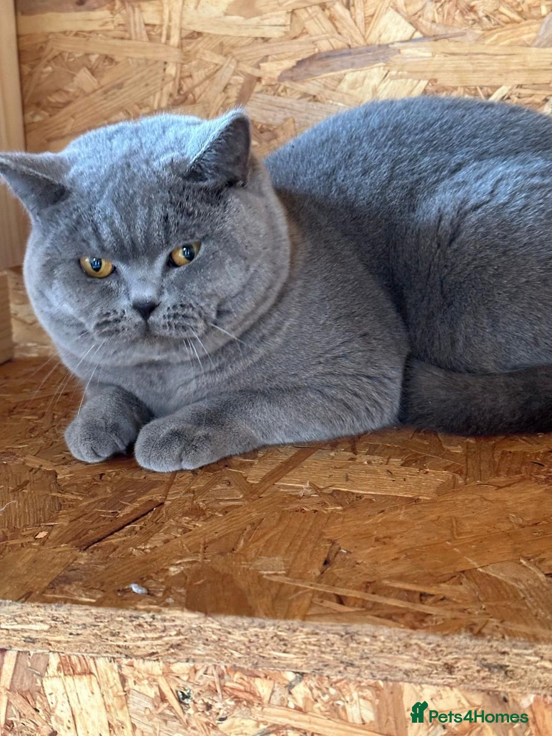 British Shorthair cats for sale: GCCF registered ChampionBloodline 5GENpedigree BSH - Image 22