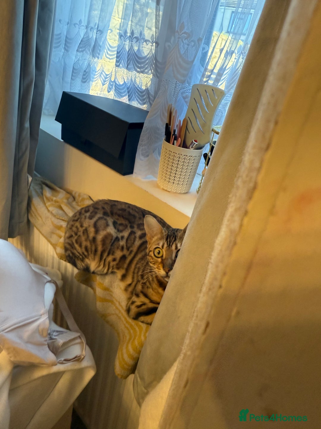 Bengal cats for sale: Bengal female cat - Advert 13