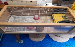 Chickens poultry for sale: Mixed breed chicks and set up - Image 3
