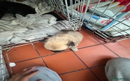 Mixed Breed dogs for sale: 4 puppies left  - Image 10