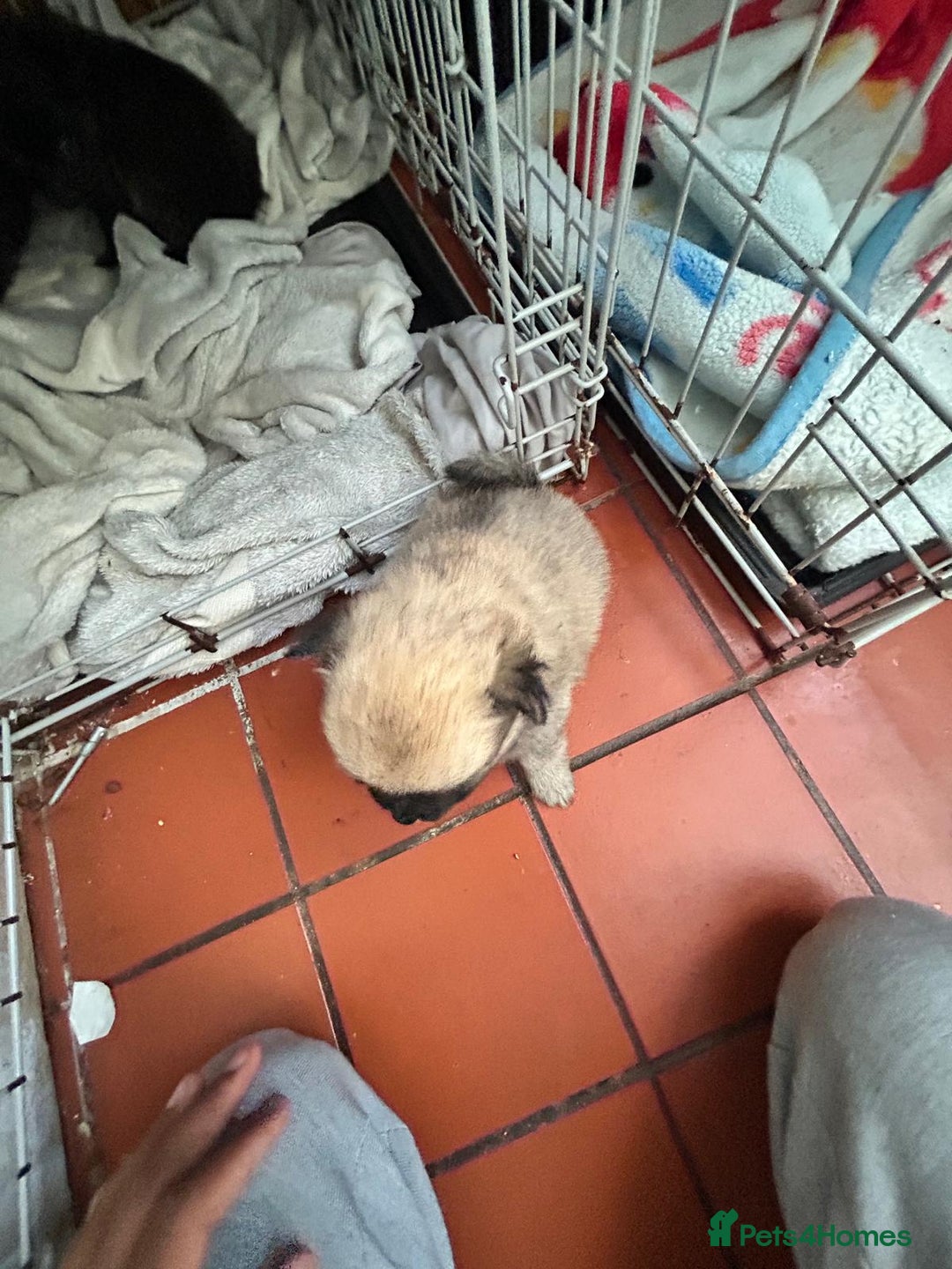 Mixed Breed dogs for sale: 4 puppies left  - Image 10
