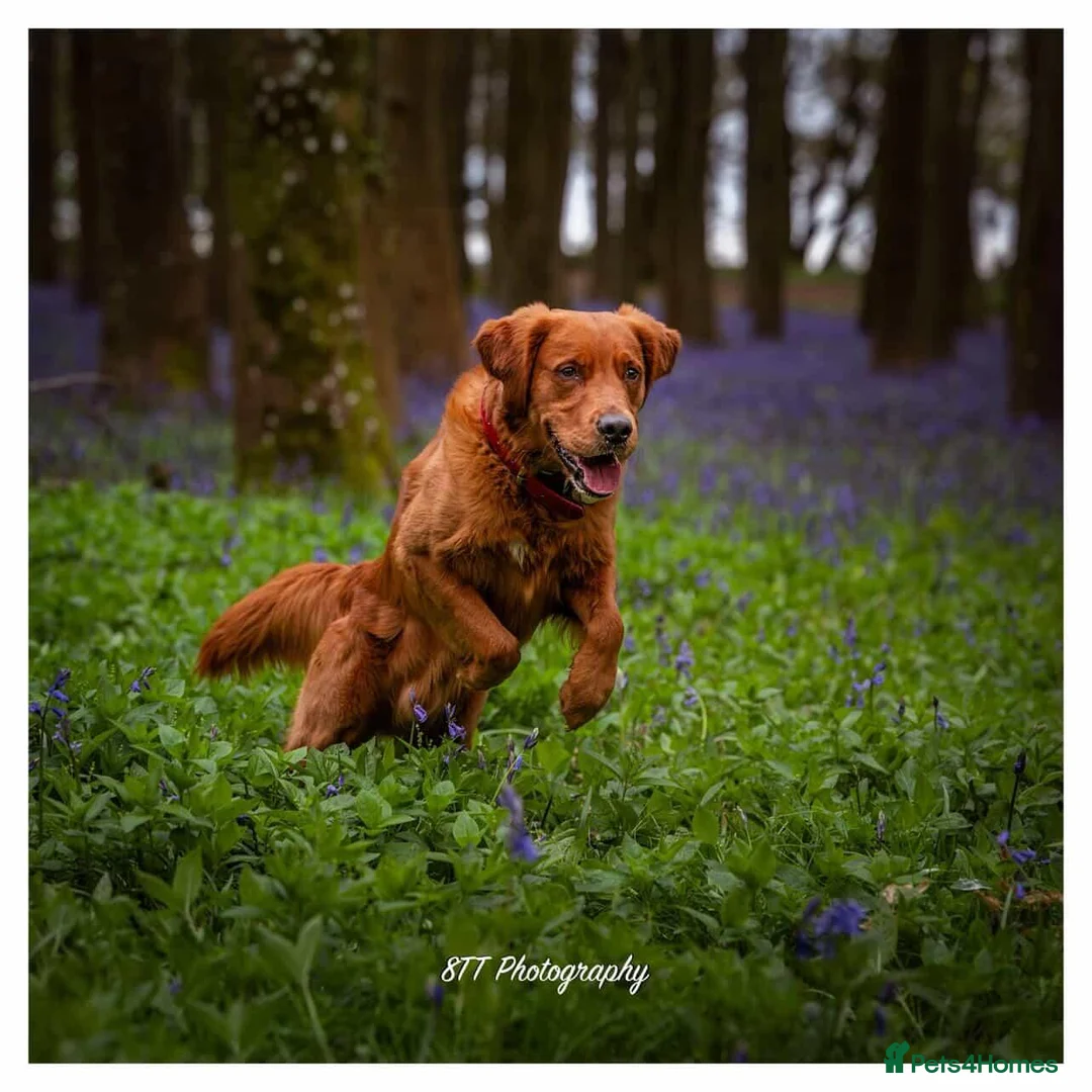 Golden Retriever dogs for stud: Gorgeous Gus for Stud  - Advert 2