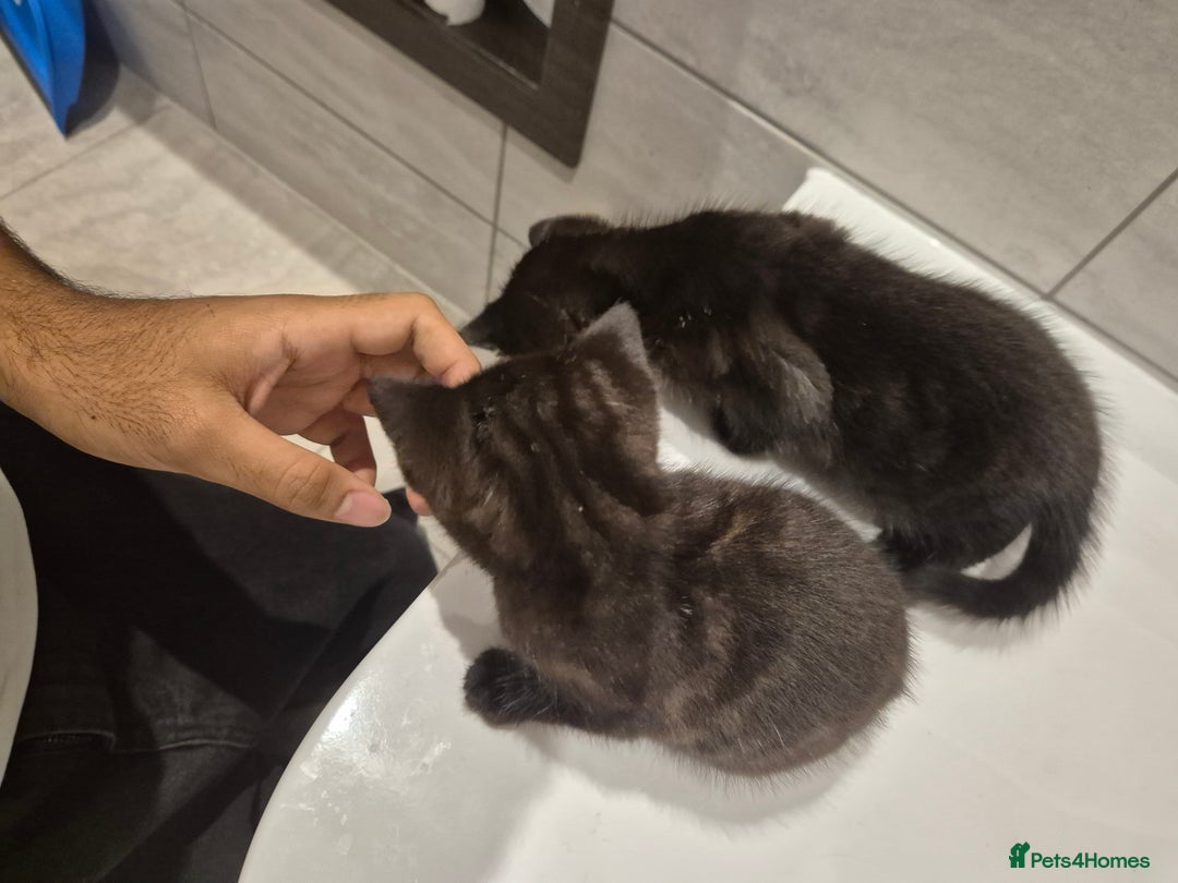 Mixed Breed cats for sale: Two adorable kittens needing a home - Advert 9