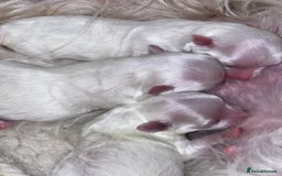 Maltese dogs for sale: Beautiful Korean Maltese puppies  - Image 13