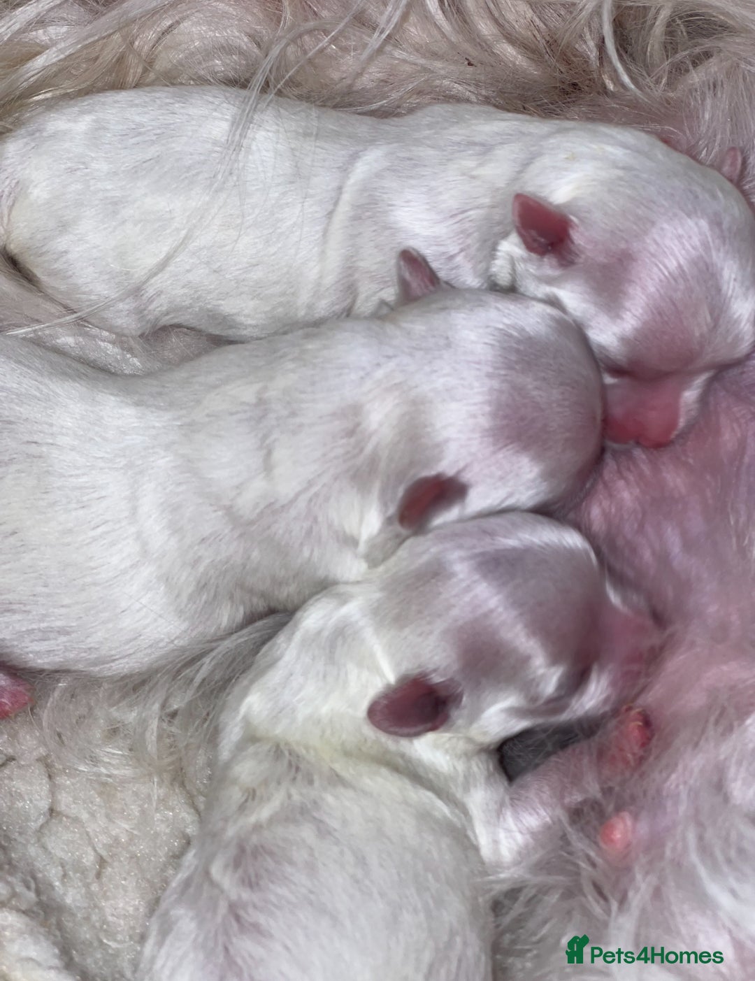 Maltese dogs for sale: Beautiful Korean Maltese puppies  - Image 13