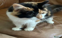 British Shorthair cats for sale: Beautiful Blue Eyed White Kittens - Image 2