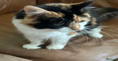 British Shorthair cats - Advert 16