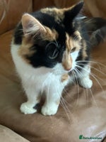 British Shorthair cats - Advert 1