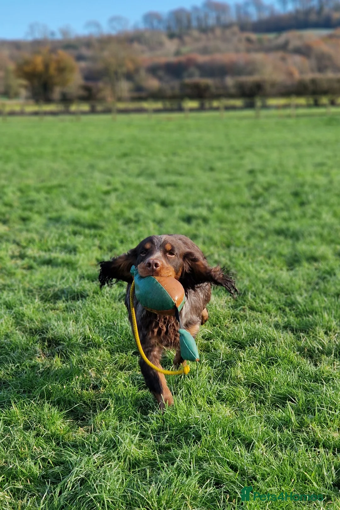 Cocker Spaniel dogs for stud: Health Tested liver roan and tan  working cocker   in Malton - Advert 12