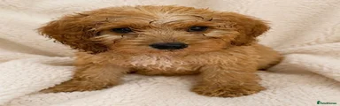 Cockapoo 1