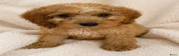 Cockapoo dogs for sale: F1 cockerpoo  - Advert 4