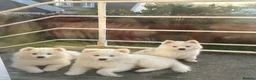 Mixed Breed dogs for stud: Handsome & Proven F3 Pomsky for Stud - Moon  - Advert 16