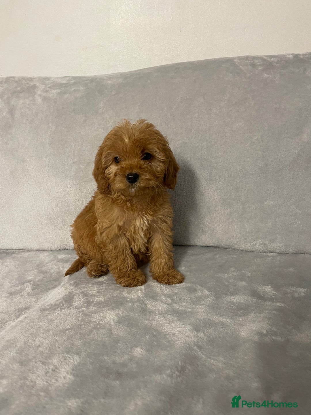 Cockapoo dogs for sale: 5 beautiful cockapoos  - Advert 15