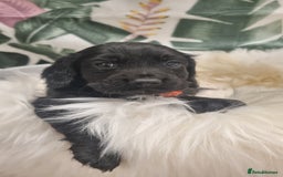 Cocker Spaniel dogs for sale: Beautiful Working Cocker Spaniel Puppies - Image 4