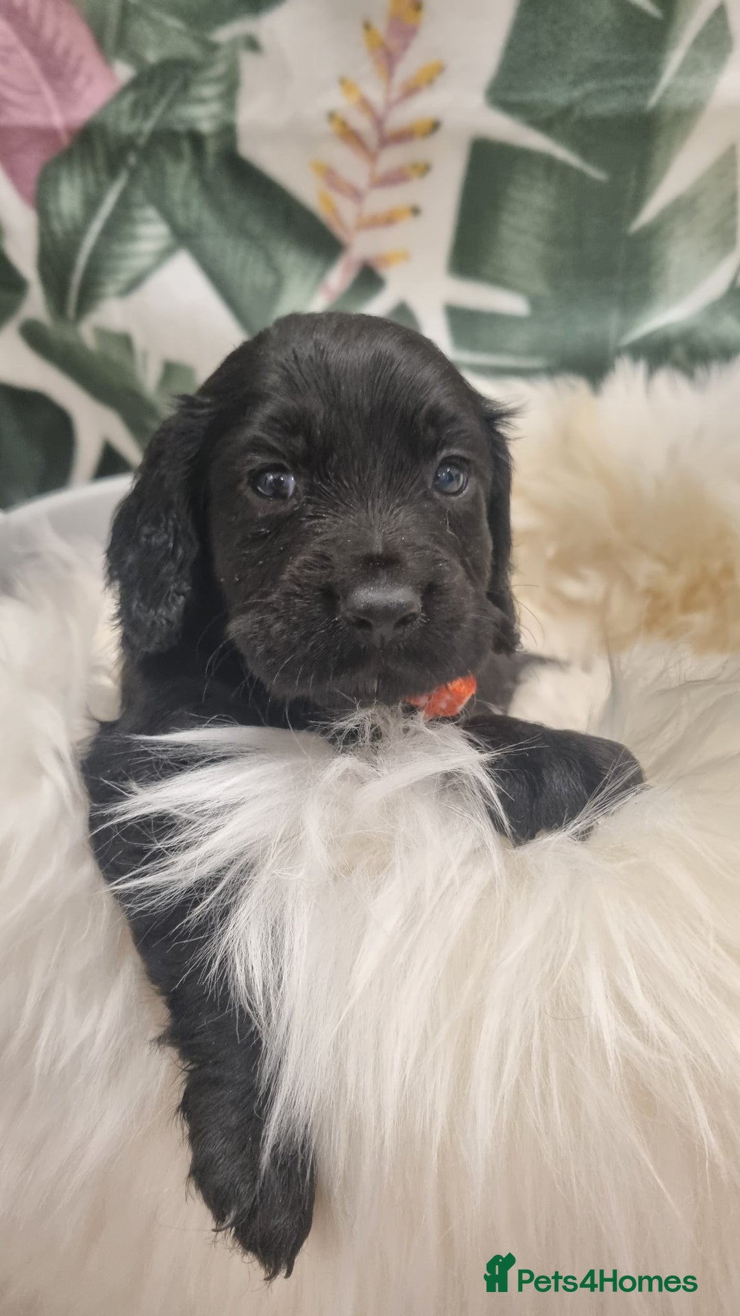 Cocker Spaniel dogs for sale: Beautiful Working Cocker Spaniel Puppies - Image 4