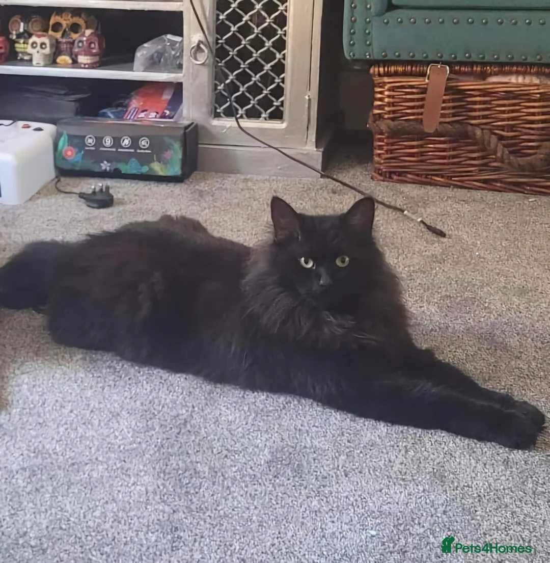 Maine Coon cats for sale: Freddie needs a home  - Advert 3