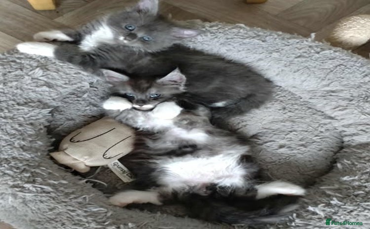 Maine Coon cats - Advert 10