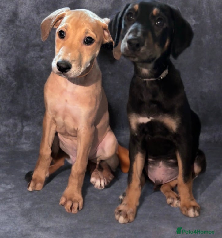 Mixed Breed dogs Puppies, READY TO GO - chipped&vaccinated  - Advert 1