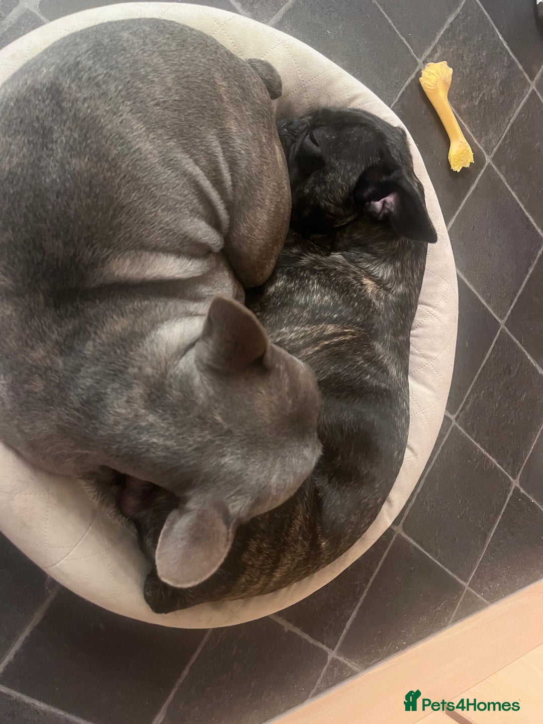 Frug dogs for sale: Frug for rehoming called marvel  - Advert 3