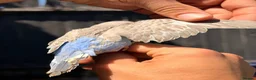 Budgerigars birds for sale: Beautiful Hand-Reared Baby Budgies — - Advert 12
