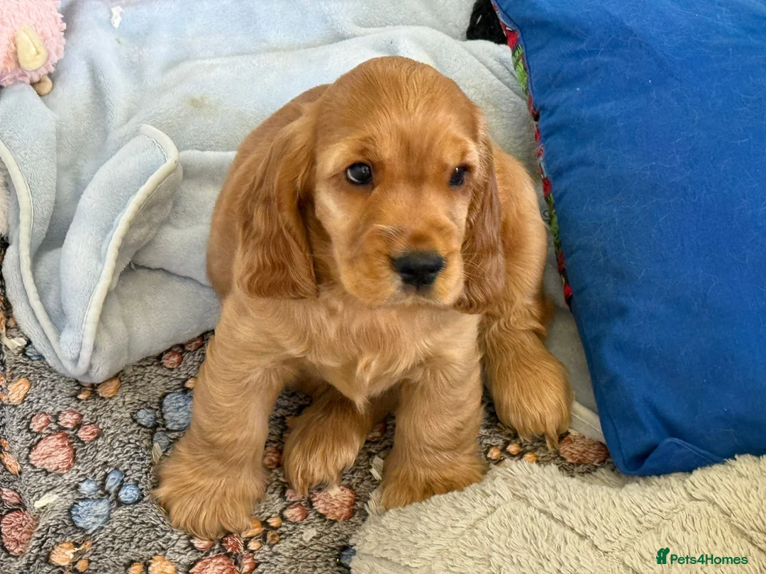 Cocker Spaniel dogs for sale: **show cockers Ready to leave for forever homes** - Advert 5