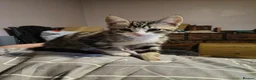 Domestic Shorthair cats for sale: 5 beautiful lovely kittens 🐾🐾 in Boston - Advert 18