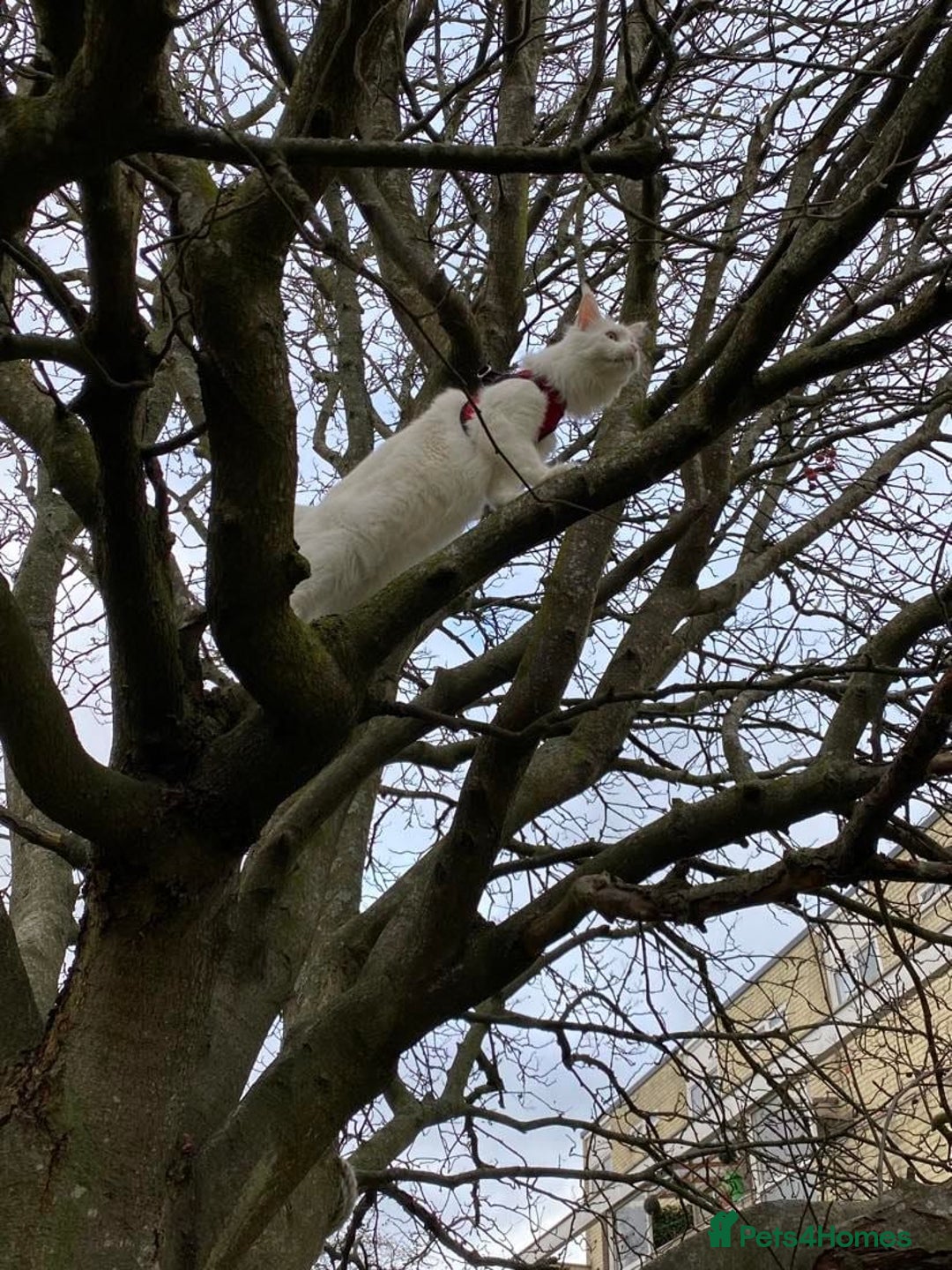 Maine Coon cats for sale: Beautiful White Maine Coon Male 6 Years Old £830  - Advert 6