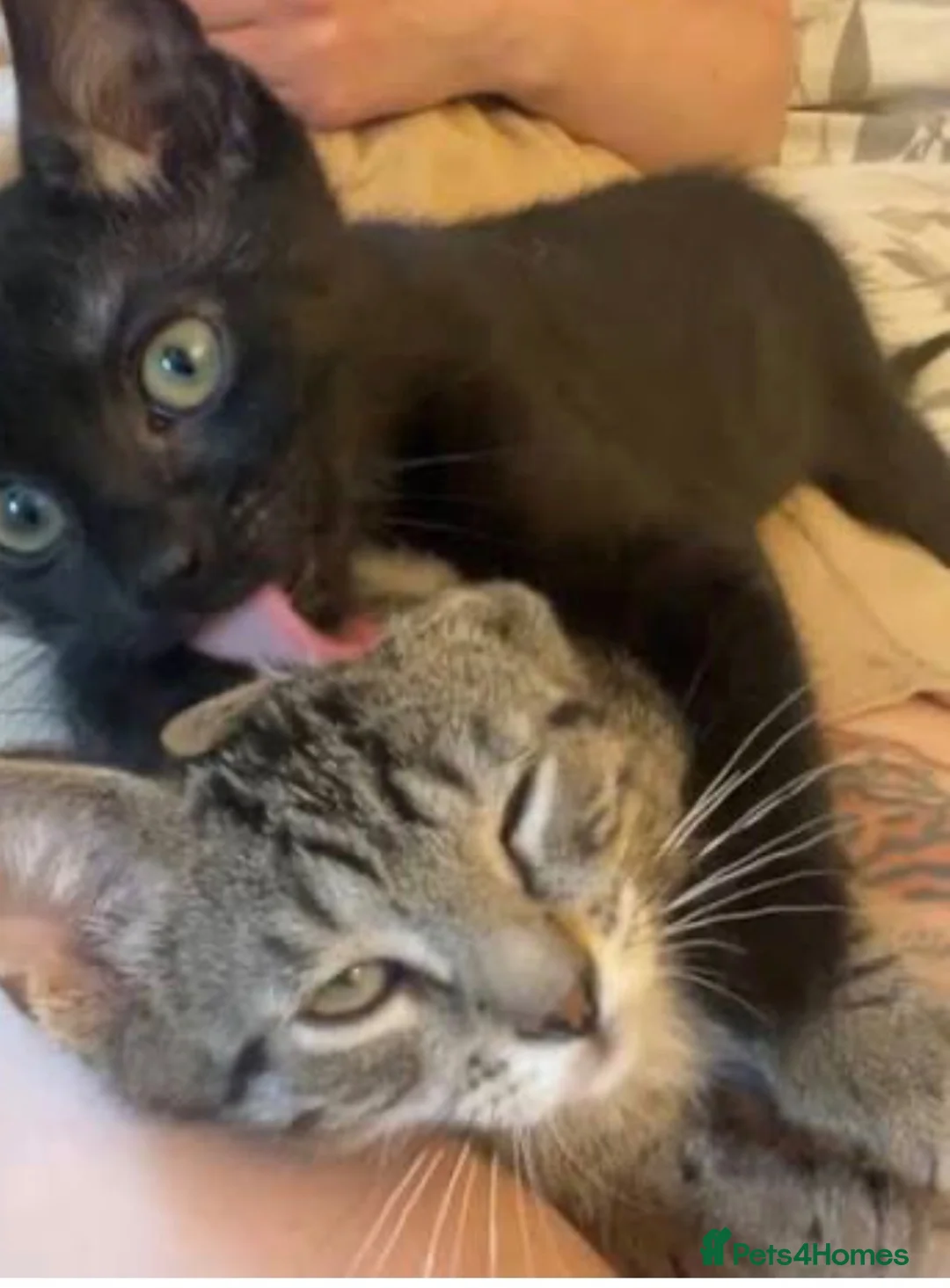British Shorthair cats for sale: Black male kitten  - Advert 3