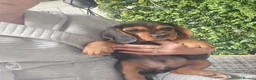 Bocker dogs for sale: Bocker puppies luking new home  in Boston - Advert 5