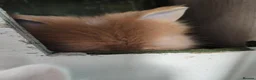 Lionhead rabbits for sale: Double maned lion head baby rabbits - Advert 10