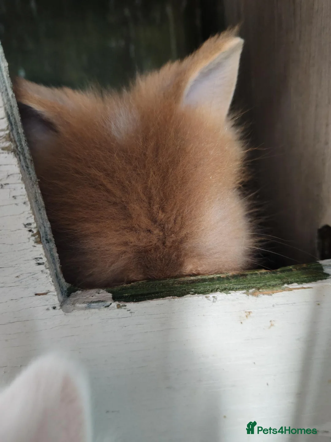 Lionhead rabbits for sale: Double maned lion head baby rabbits - Advert 10