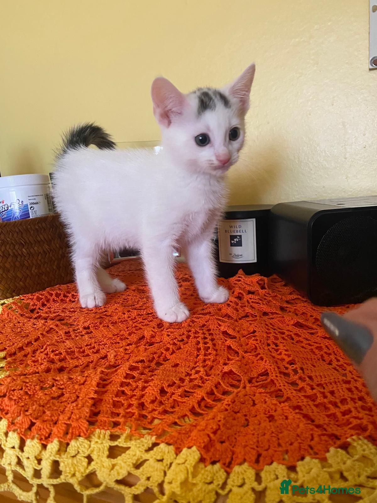 Mixed Breed cats 2 lovely kittens looking for their forever homes - Advert 2