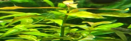 Corys fish for sale: Live aquarium plants*CHEMICAL FREE* - Advert 8