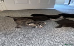 Bengal cats for sale: 5 bengal kittens looking for a loving home  - Image 10